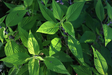 Close-up of Pineapple sage with green leaves in the garden. Salvia elegans Scarlet Pineapple