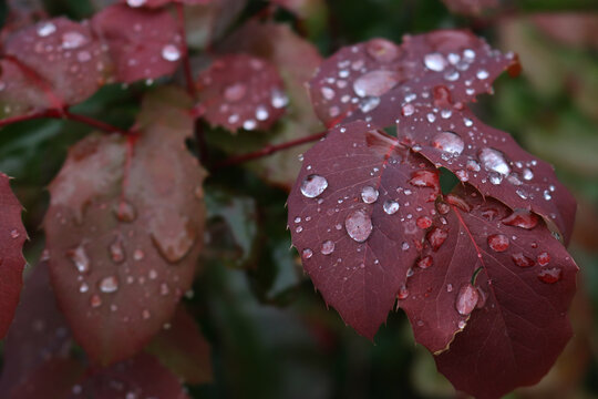 Close-up of “Leatherleaf” Mahonia aquifolium bush with red leaves covered by raindrops on early springtime