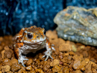 ミヤコヒキガエルのアップ