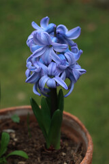 Blue hyacinth flowers on green meadow background. Hyacinthus plants in bloom 