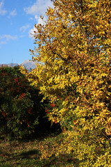 Fototapeta na wymiar Pomegranate tree with yellow leaves against ble sky in autumn. Punica granatum
