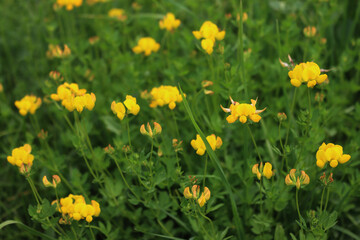 Yellow wildflower also called Bird's-foot Trefoil in the meadow. Lotus corniculatus plant in bloom...