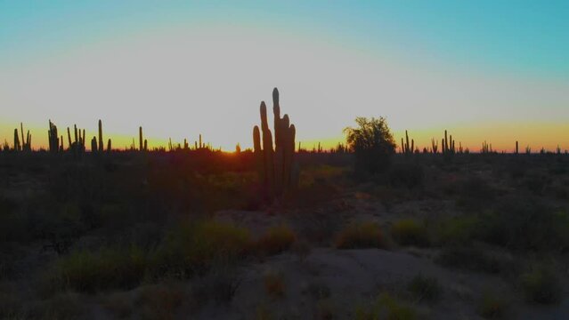 Silueta de un cactus en el amanecer en el desierto de sonora M&eacute;xico