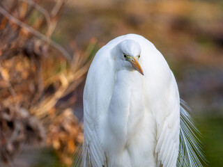 草むらのダイサギ