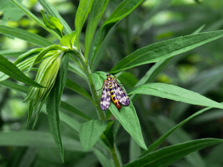 A striped insect on a leaf