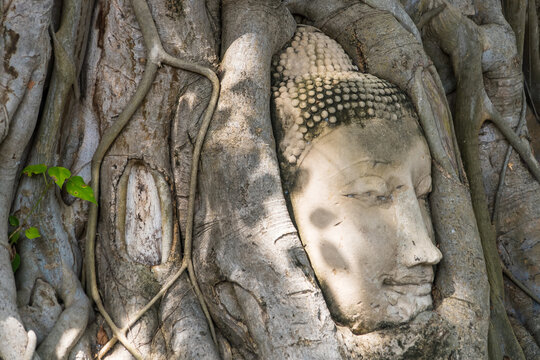 Ayutthaya,Thailand - September,17, 2023: Head of sand stone buddha in the tree roots, wat mahathat ayutthaya in thailand.