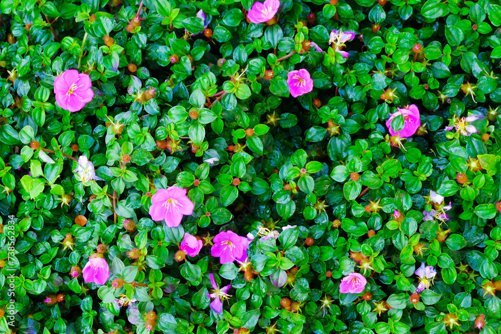 Sticker pink flowers on the green leaves background. top view, flat lay.