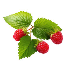 Raspberry with leaves on transparent background