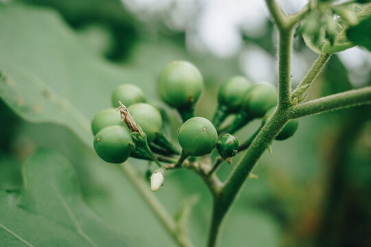 Solanum torvum (Turkey berry, rickly nightshade, shoo-shoo bush, wild eggplant, pea eggplant, pea aubergine, kantɔsi, konsusua) or commonly called pokak eggplant. the smallest eggplant