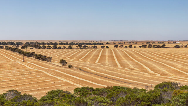 Landscape with harvest lines making interesting patterns in the fields with trees in the foreground