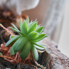 Close-up thor flower, molodilo, stone rose. Decorative indoor and outdoor succulent.