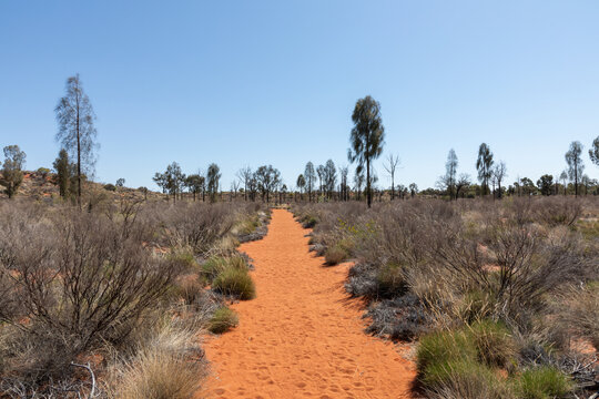 Australia - Australian outback and desert with flowers during spring season.