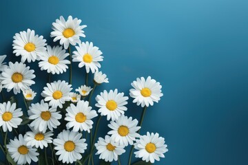 Blooming white daisies on a blue background.