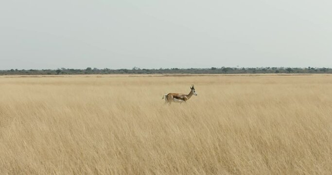 springbok antelopes in Khutse Game Reserve, Botswana, bush in the dry season