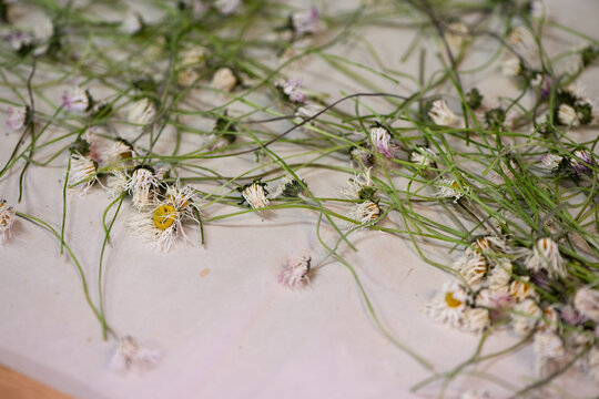 dried flowers used in herbal remedies