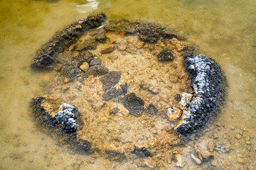 Stromatolites, Living Fossils in saline coastal lake - Lake Thetis in Western Australia.