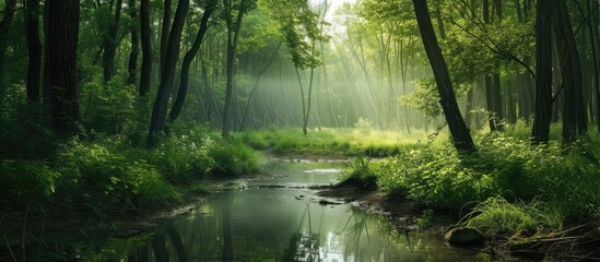 Fototapeta na wymiar summer forest's natural environment