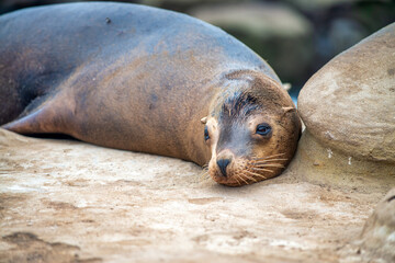 Large sea lion colonies on the shores of la Jolla Cove, San Diego, California