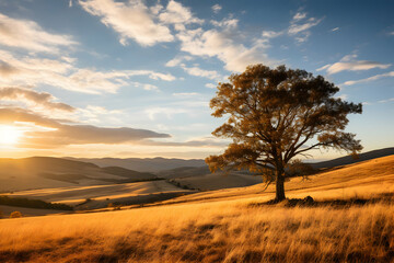 Lonely tree in the field at sunset, New Zealand.