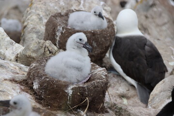 Black-browed Albatross chick (Thalassarche melanophrys), West Point Island, Falkland Islands.
