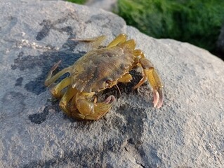 crab on the beach