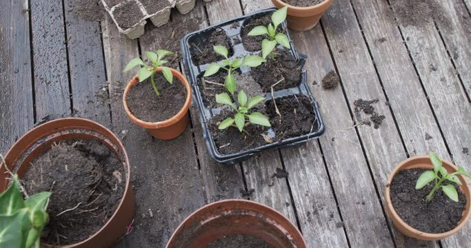 Young plants sprout in a tray on a rustic wooden surface, surrounded by pots