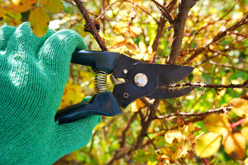 Close-up of a female farmer's hand in a green work glove working with a pruner in sunny weather. A gardener will show you how to prune dry shrub branches in autumn using garden shears to prune shrubs.