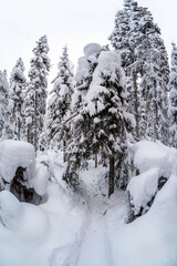 Long trail through snowdrifts in a snowy forest.