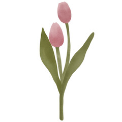 pink tulips isolated on white