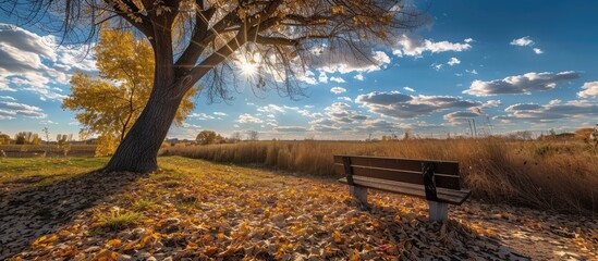 Sun shining on a bench below a tree, amidst golden leaves and a blue sky in autumn.