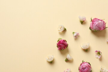 flowers on color background 