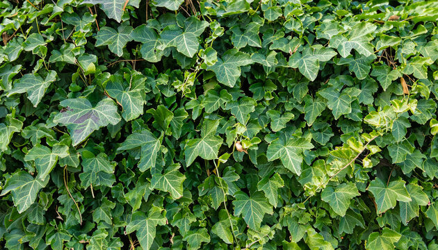 Full frame shot of ivy growing on field for concept wallpaper or backdrop