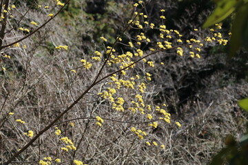 初春の円覚寺。黄梅院のサンシュユ。黄梅院は第十五世夢窓疎石の塔所。