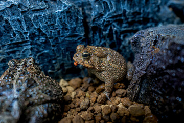 ナンブヒキガエル