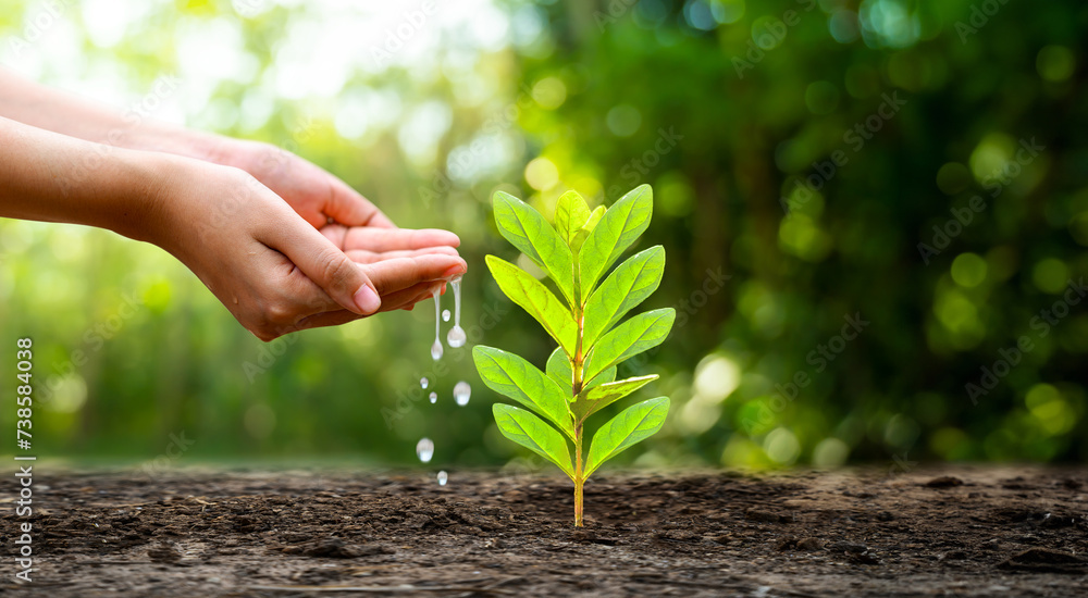 Wall mural Planting seedlings young plant in the morning light on nature background