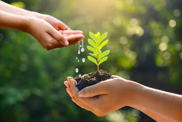 In the hands of trees growing seedlings. Bokeh green Background Female hand holding tree on nature...