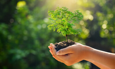 In the hands of trees growing seedlings. Bokeh green Background Female hand holding tree on nature...