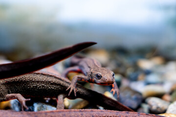 泳ぐアカハライモリ