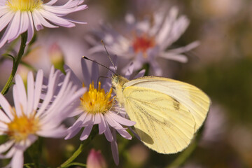 Pi&eacute;ride du navet (Pieris napi)
Pieris napi on an unidentified flower or plant

