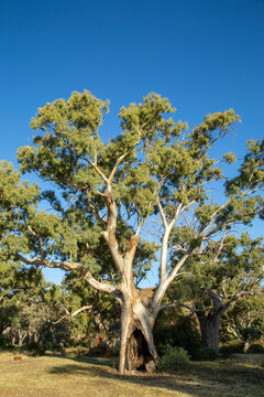 A scarred and split gum tree under a blue sky.