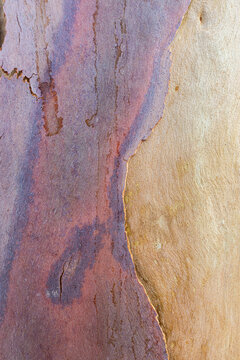 Eucalyptus bark flaking away from trunk of gum tree