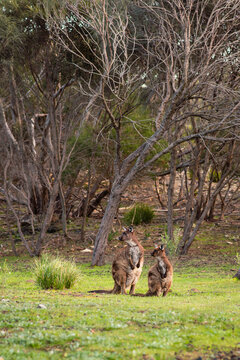 Kangaroo Island kangaroos are unique to KI