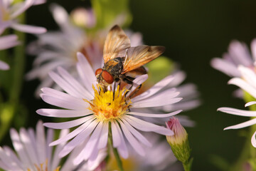 Phasia aurigera
Phasia aurigera on an unidentified flower or plant
