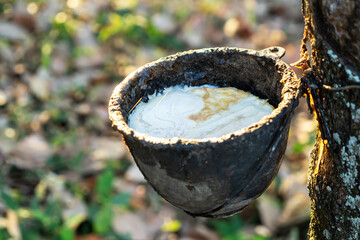 Gardener tapping latex rubber tree. Rubber Latex extracted from rubber tree.