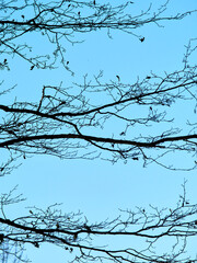 graphics of tree branches without leaves on a light background