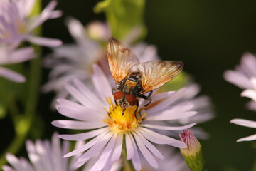 Phasia aurigera
Phasia aurigera on an unidentified flower or plant
