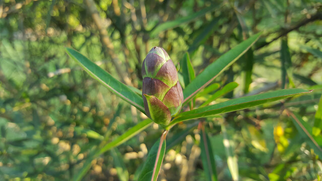 Hop Headed Barleria, Barleria lupulina Lindl flower nature medicine herb