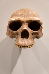 Crâne de l'homme de Néandertal