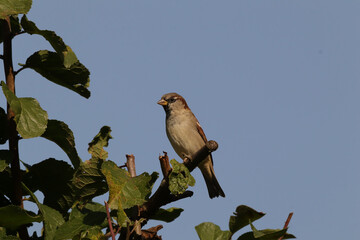 Moineau domestique (Passer domesticus)
Passer domesticus in its natural element
