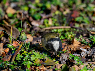 地面を歩くシジュウカラ